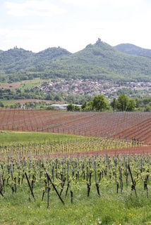 Blick über die Weinberge zum Trifels