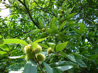 Die heranwachsende Frucht befindet sich gut geschützt im Fruchtbecher (Kastanienigel)