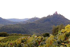 Weinberge auf dem Dreißig mit Blick auf den Trifels