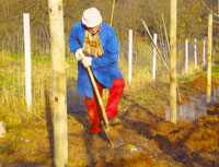 Neue Bäume werden eingepflanzt